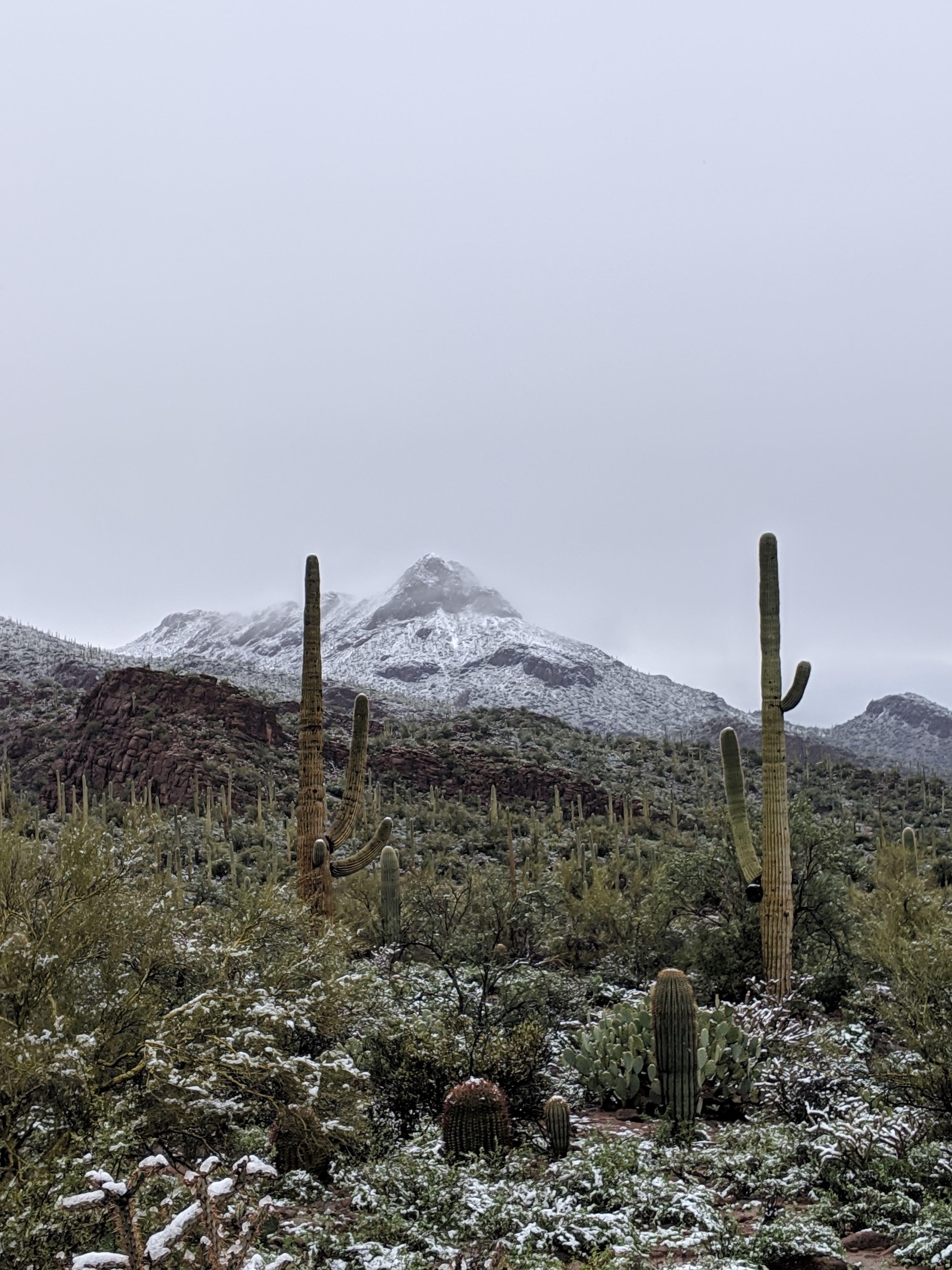 Snow in Saguaro National Park West