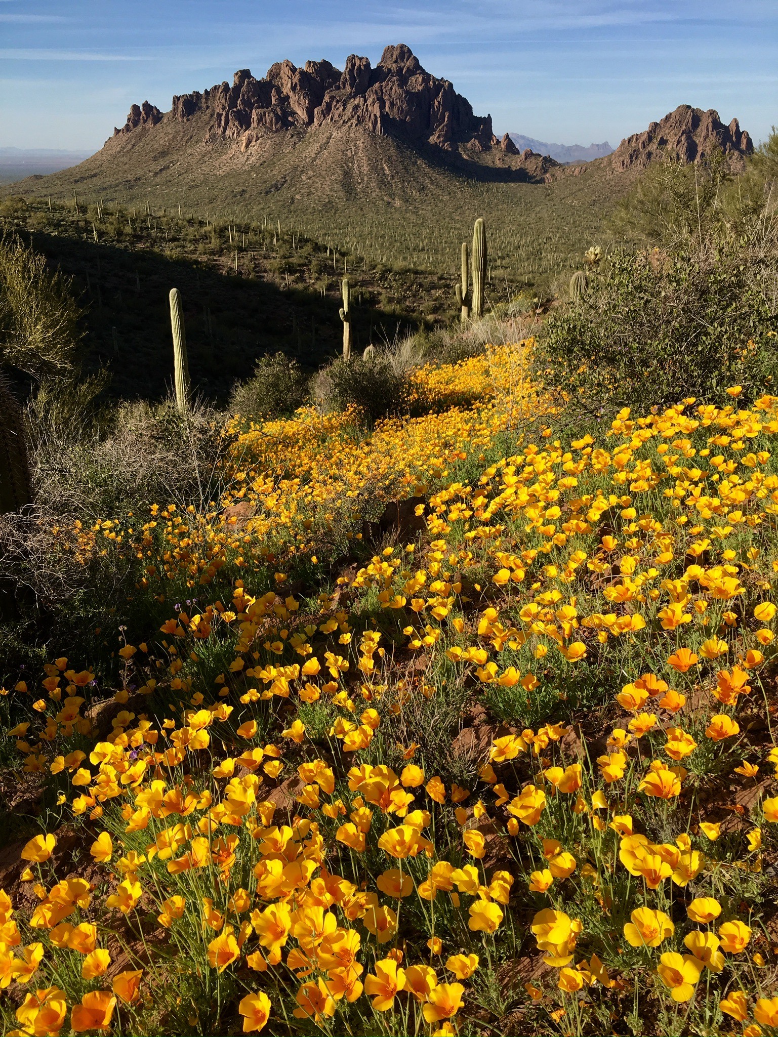 Ironwood with poppies